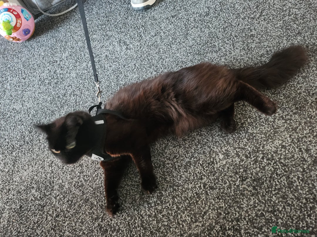 Mixed Breed cats for sale: Beautiful baby boy available  - Image 5