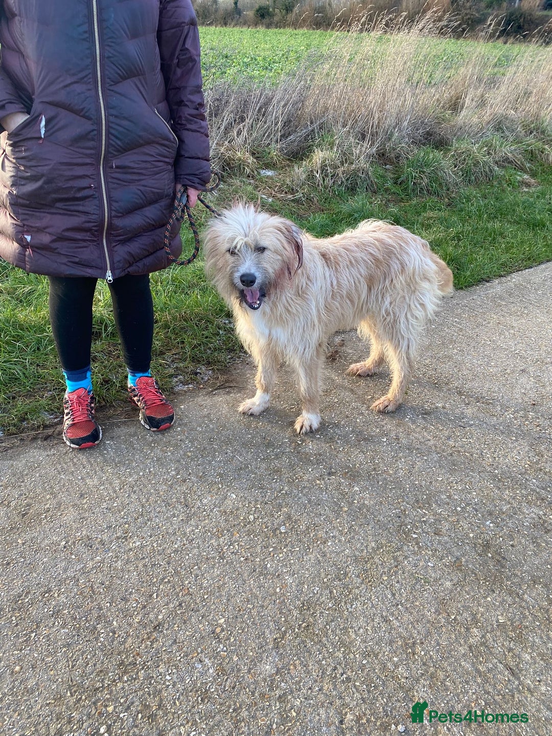 Mixed Breed dogs for adoption: Mary  - Advert 3