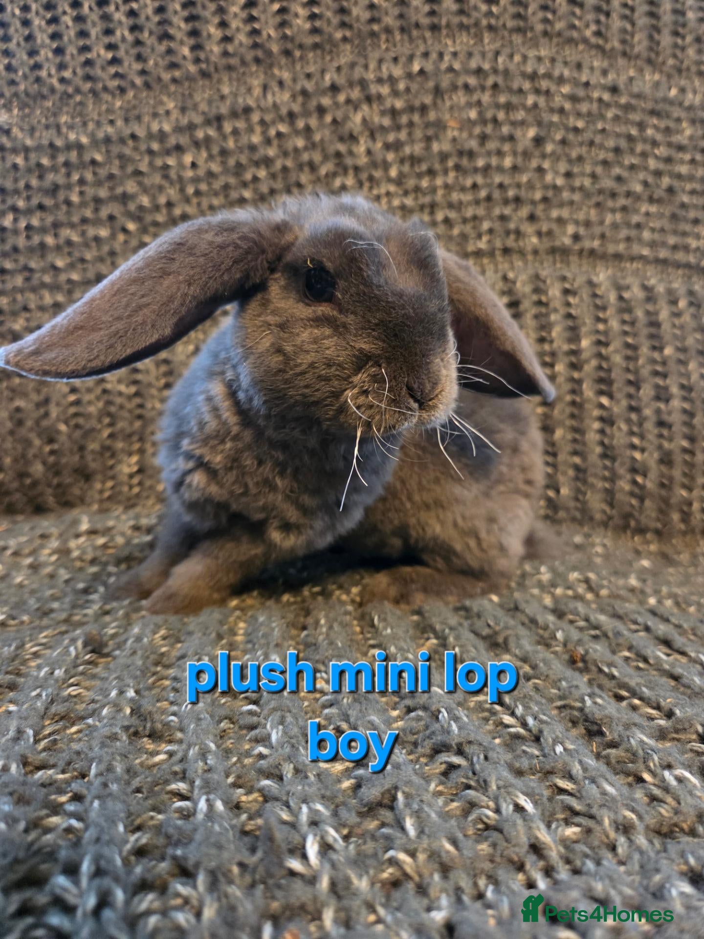 Mini Lop rabbits 8 week old very tame mini lop boys - Advert 2