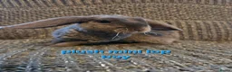 Mini Lop rabbits for sale: 8 week old very tame mini lop boys - Advert 10