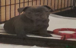 French Bulldog dogs for sale: Quality World class French bulldogs !!!! - Image 15