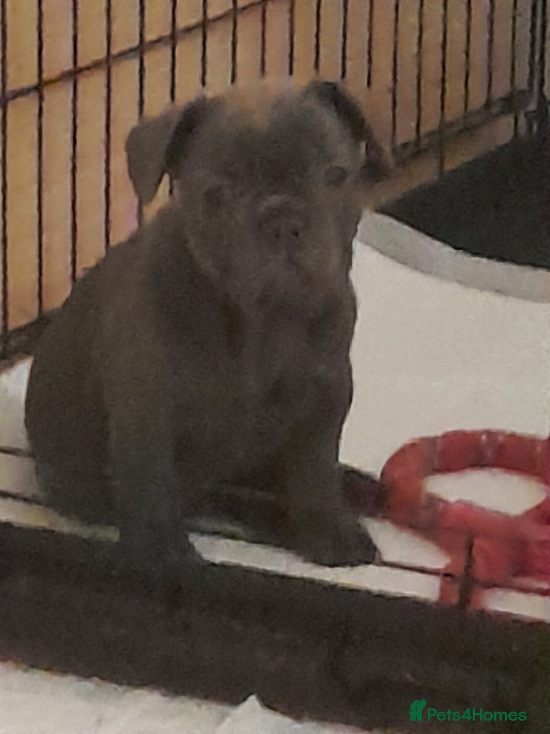 French Bulldog dogs for sale: Quality World class French bulldogs !!!! - Image 15