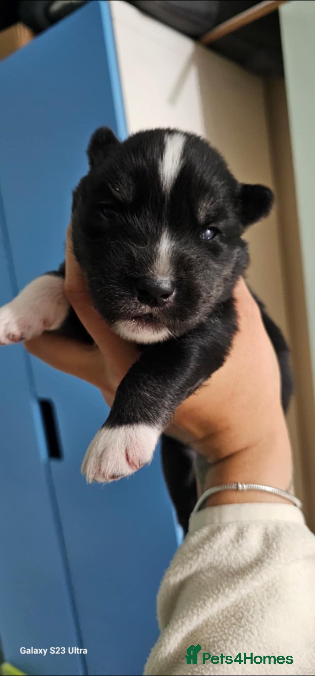 Siberian Husky dogs for sale: Wooly Siberian Husky - Image 6