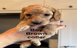 Cockapoo dogs for sale: Stunning litter of F1bb cockapoo’s  - Advert 10