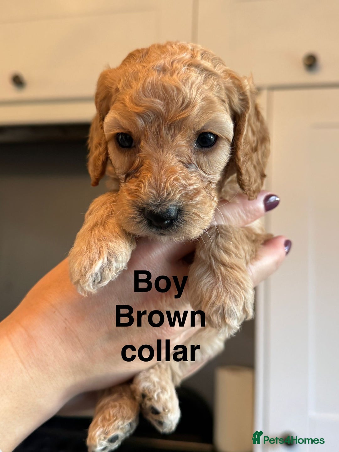 Cockapoo dogs for sale: Stunning litter of F1bb cockapoo’s  - Advert 10