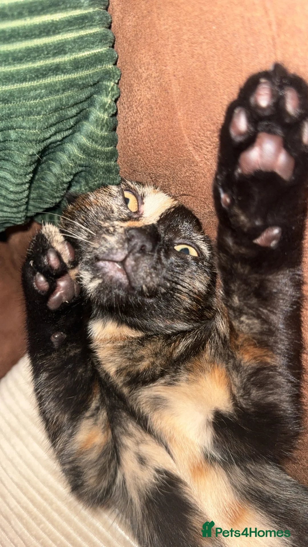 Mixed Breed cats for sale: Ginger boy kitten  - Advert 1