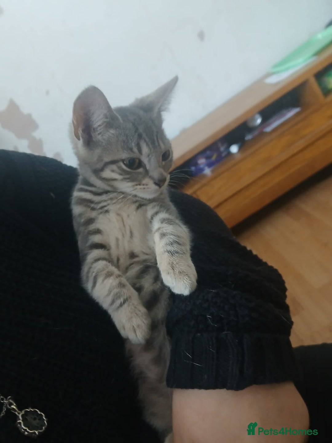 Domestic Shorthair cats for sale: 🐾 9 Beautiful Kittens - Image 30
