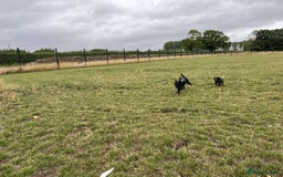 Mixed Breed dogs for adoption: 🍪Cookie🍪 for adoption, fostered in GLOUS - Image 8