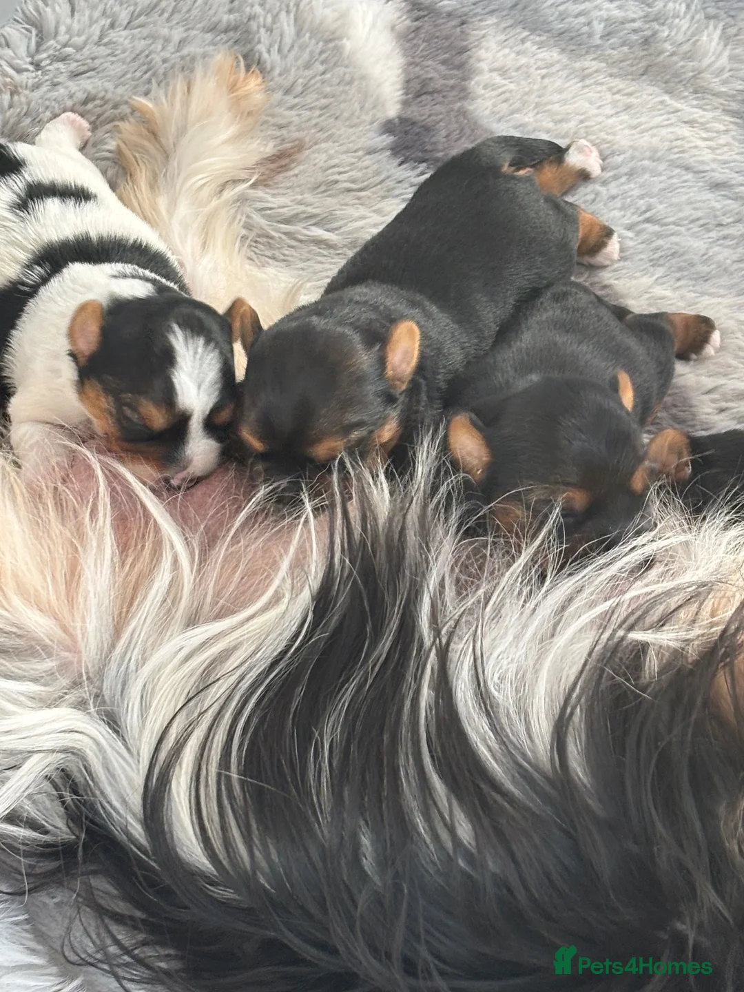 Yorkshire Terrier dogs for sale: Delightful pups - Advert 11