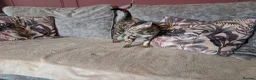 Bengal cats for sale: 🖤🤎 Beautiful Bengal 🤎🖤 - Advert 3
