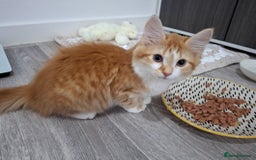 Maine Coon cats for sale: Beautiful Part Maine Coon Female Kitten - Image 6