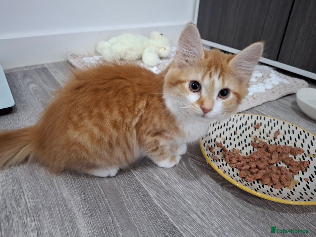 Maine Coon cats for sale: Beautiful Part Maine Coon Female Kitten - Image 6