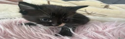 Mixed Breed cats for sale: Adorable fluffy kittens looking for loving family - Advert 25