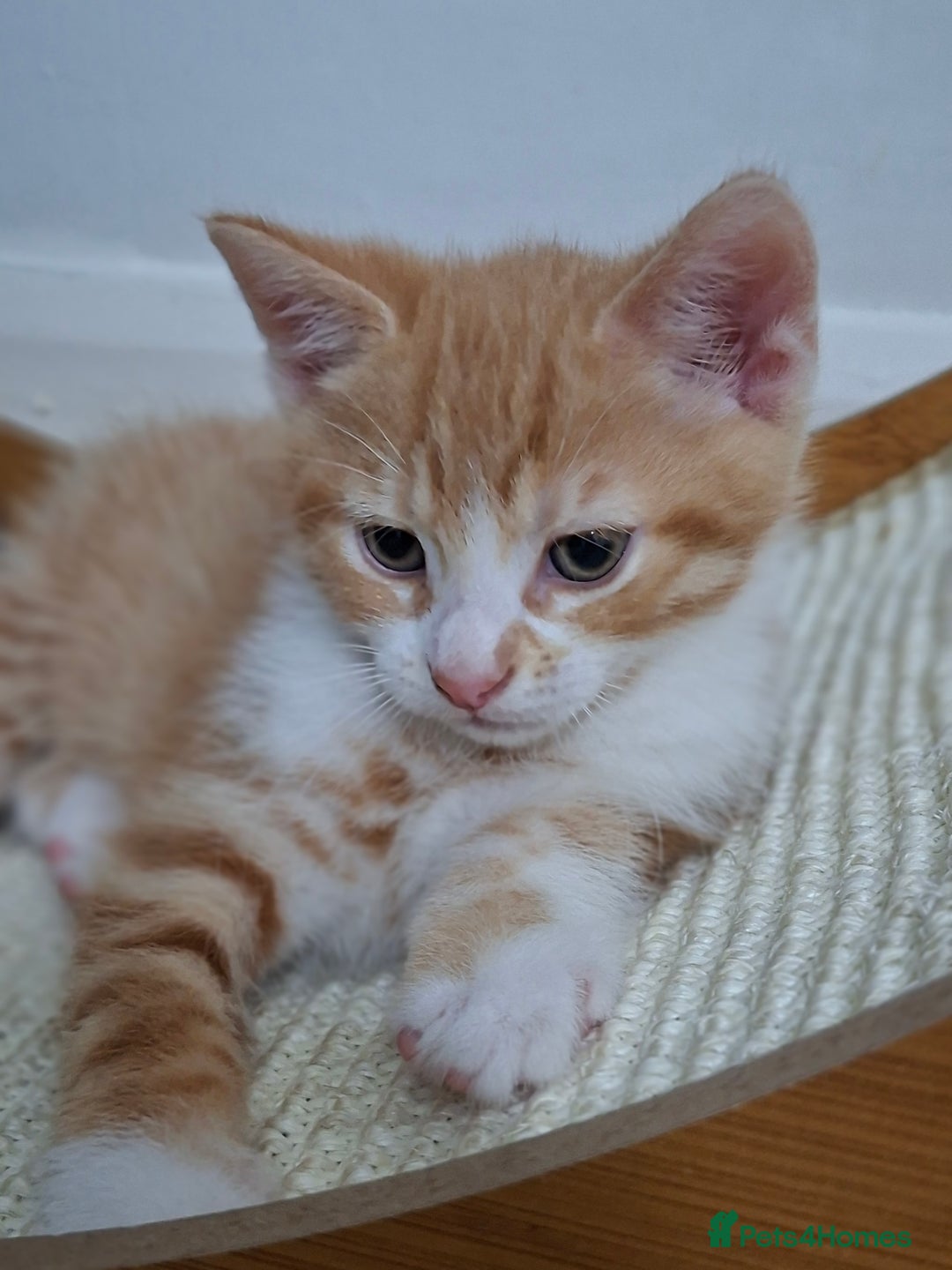 British Shorthair cats for sale: Kittens for sale  - Image 2