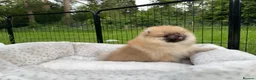 Pomeranian dogs for sale: Tiny Pomeranian Puppies  - Advert 20