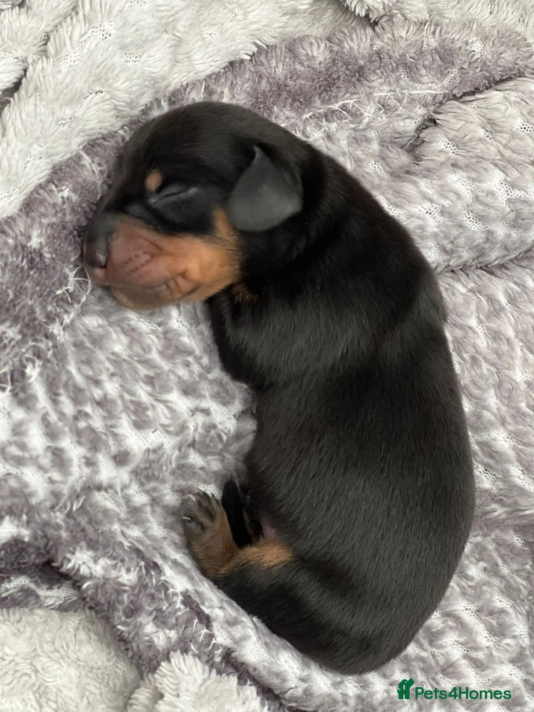 Miniature Dachshund dogs for stud: TINY KC REG HEREDITARY PRA CLEAR PROVEN in Pontefract - Advert 14