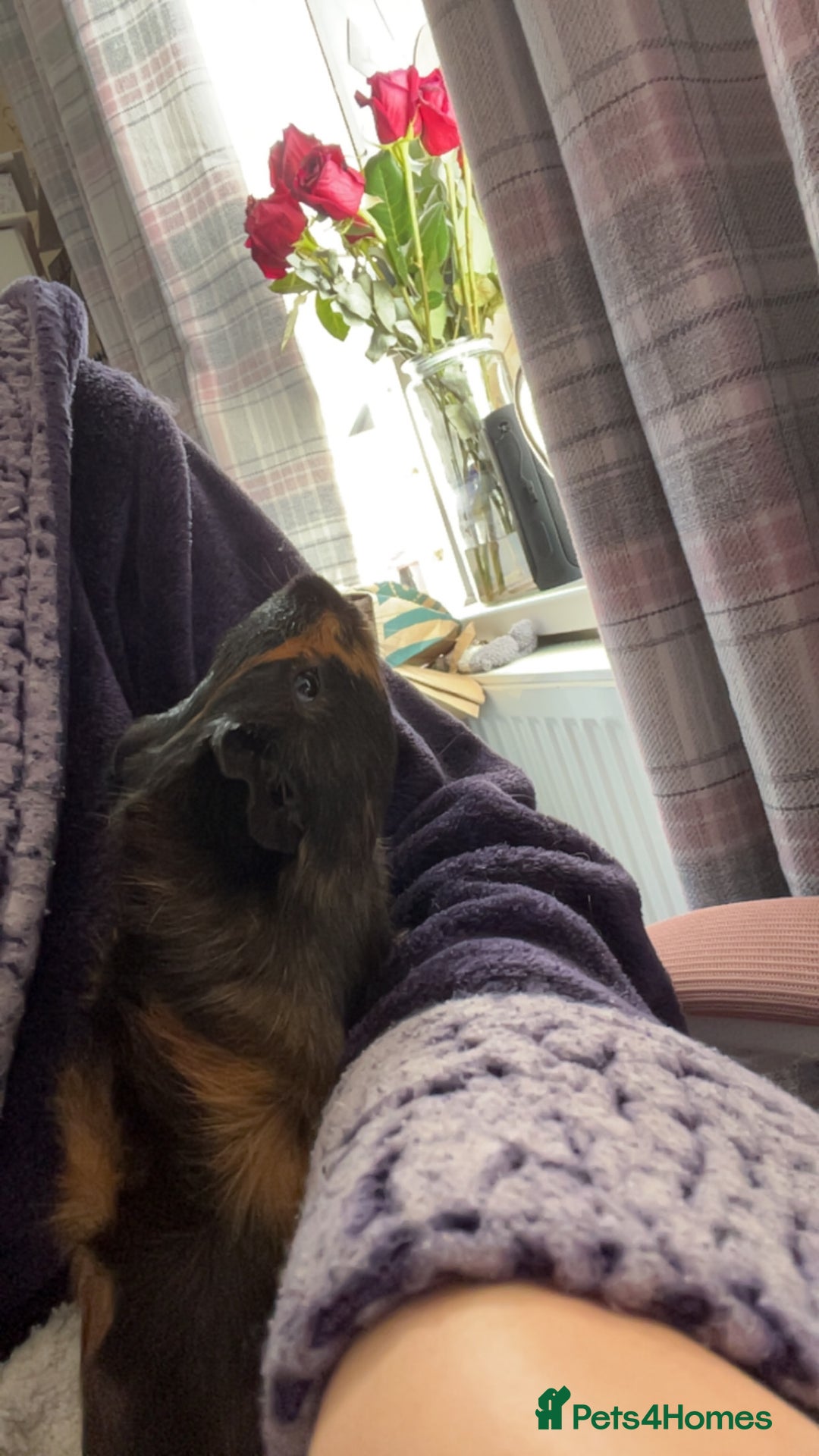 Guinea Pig rodents for sale: 3 MALE GUINEA PIGS  - Advert 5