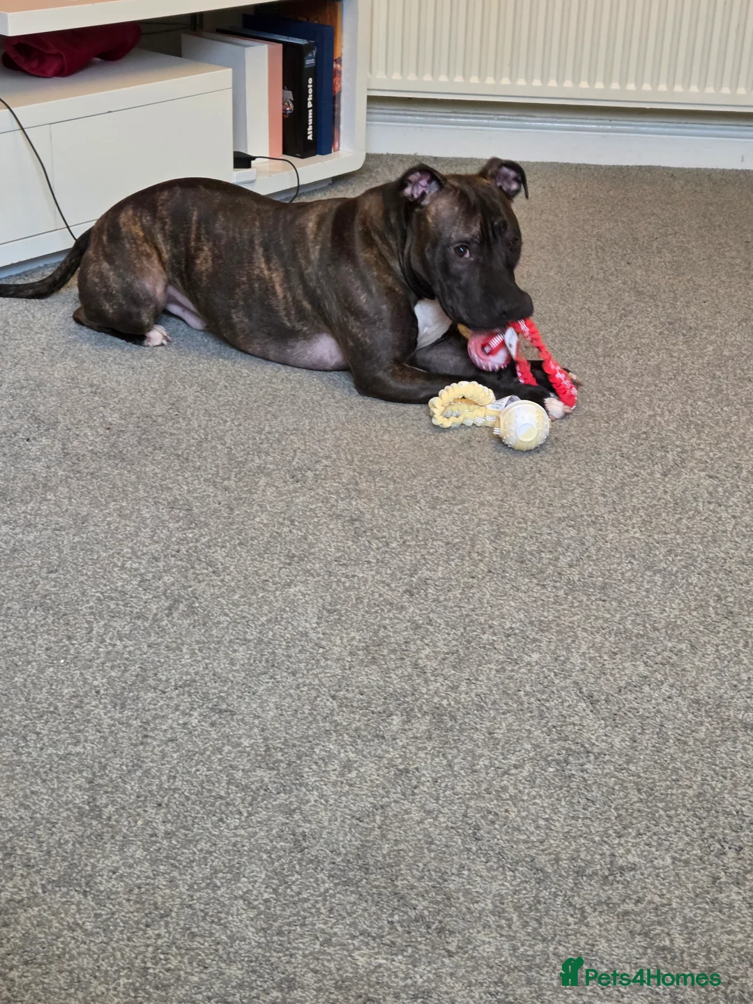Staffordshire Bull Terrier dogs for sale: Reggie: Loyal Family Dog - Advert 5