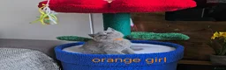 British Shorthair cats for sale: British Shorthair kitten - Advert 11