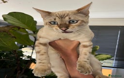 Bengal cats for sale: Male Snow & Female Brown Rosetta bengals - Image 11