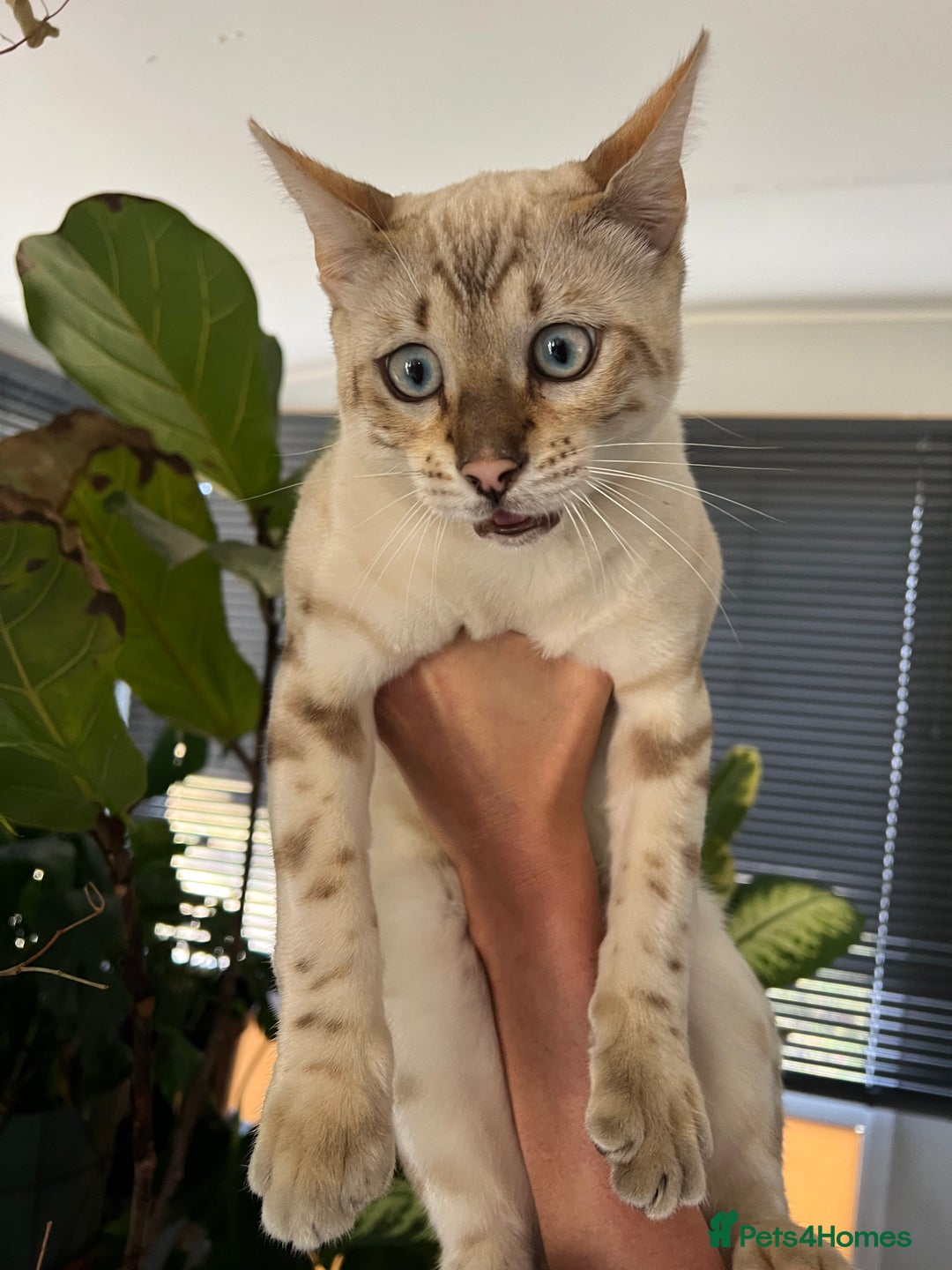 Bengal cats for sale: Male Snow & Female Brown Rosetta bengals - Image 11