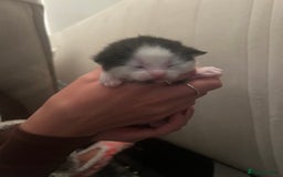 British Shorthair cats for sale: two female black and white kittens - Image 5