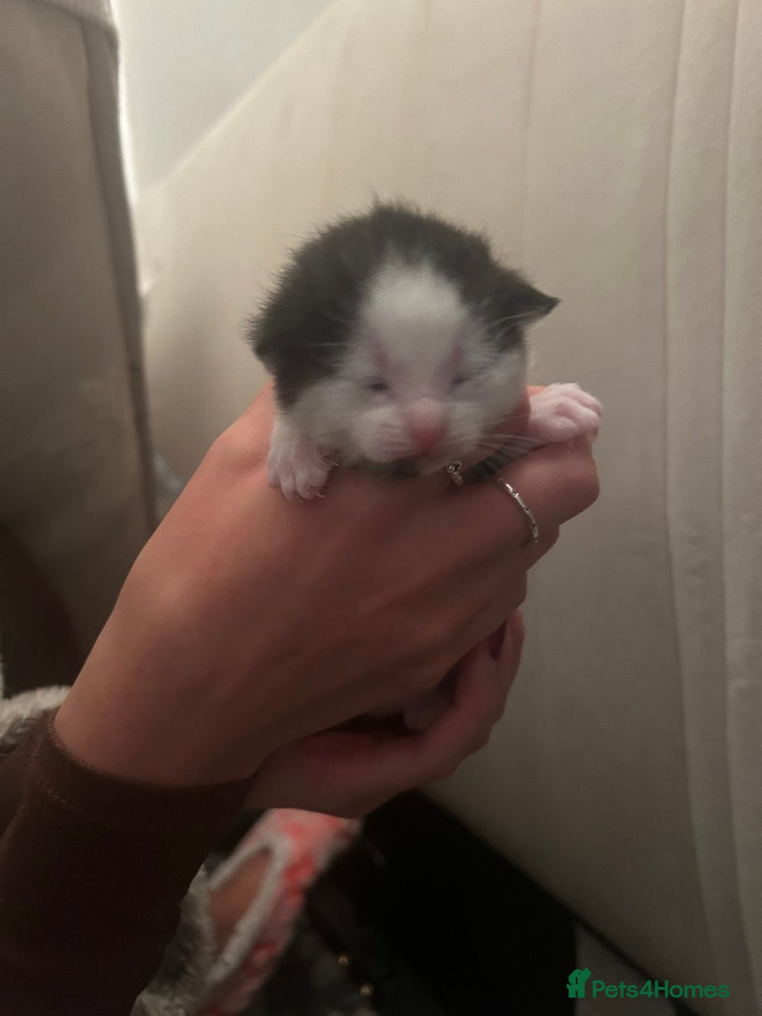 British Shorthair cats for sale: two female black and white kittens - Image 5