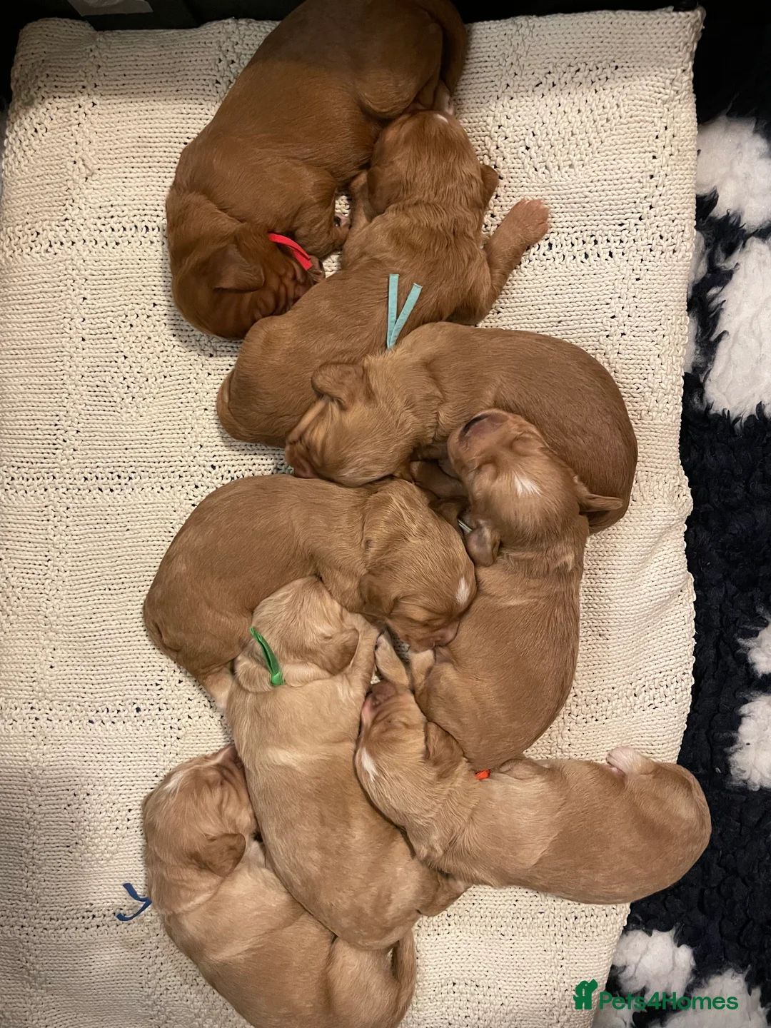 Cocker Spaniel dogs for sale: KC Working Cocker Spaniel Puppies  - Advert 12