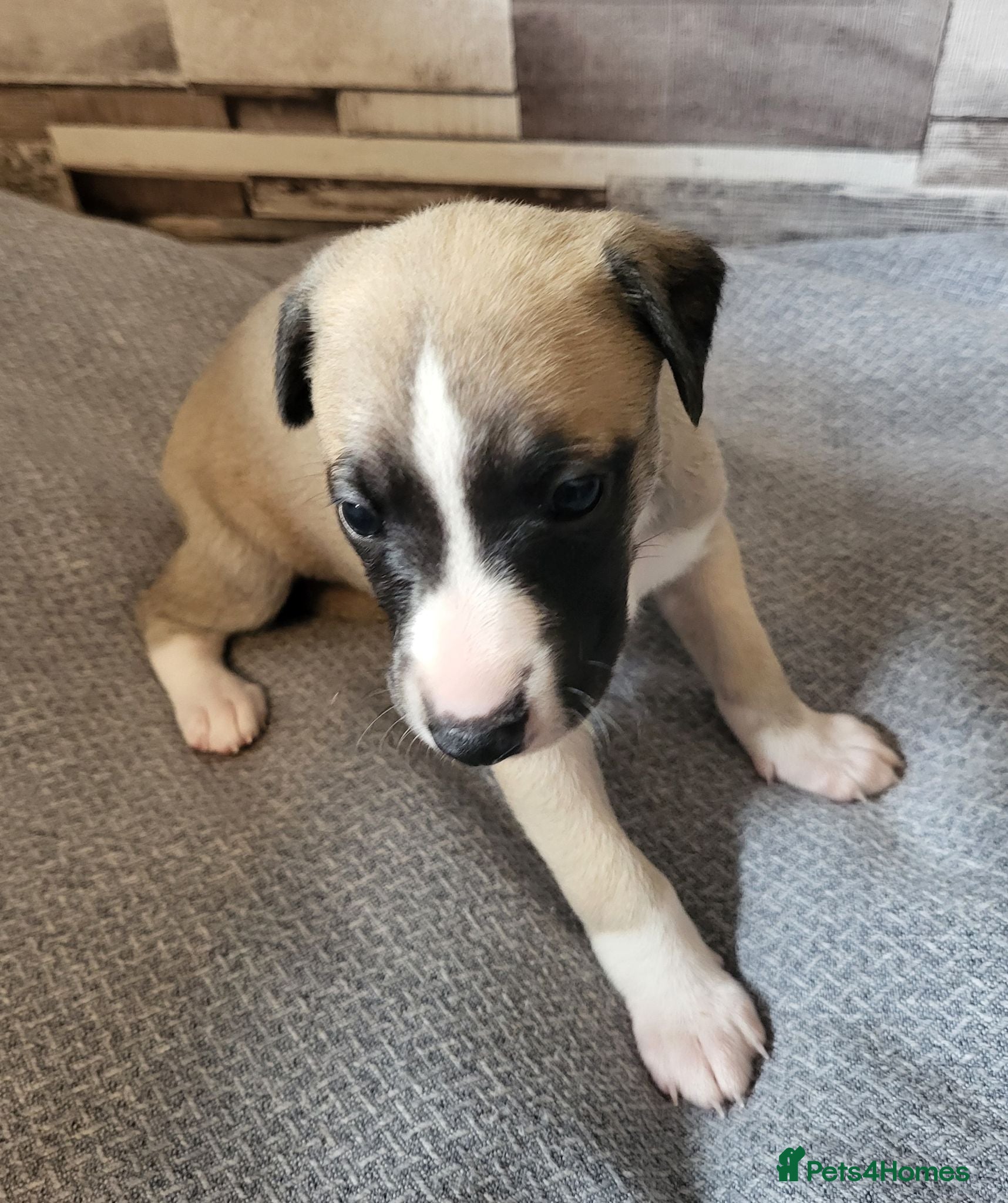 Whippet dogs KC Gorgeous Whippet pups. - Advert 2