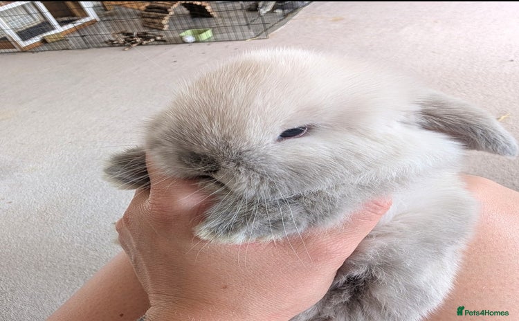 Mini Lop rabbits - Advert 7