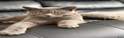 Mixed Breed cats for sale: Two beautiful kittens - Advert 1