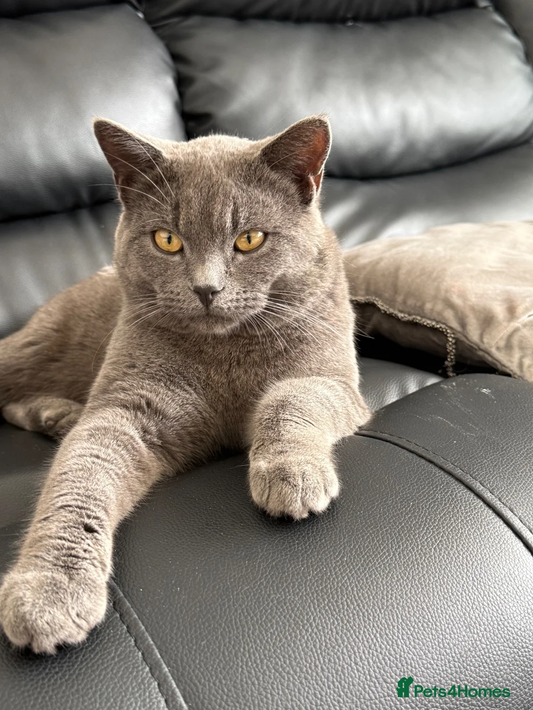 Mixed Breed cats for sale: Two beautiful kittens - Advert 1