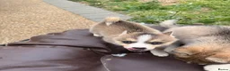 Pomsky dogs for sale: 6 beautiful pomsky 3 girls 3 boy ready to leave  - Advert 18