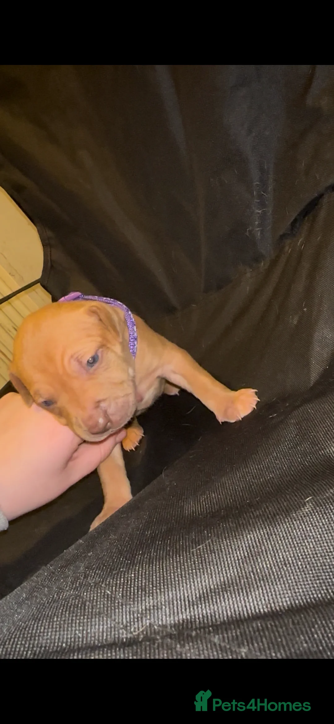 Mixed Breed dogs for sale: Staff X Sharpei puppies  - Advert 12