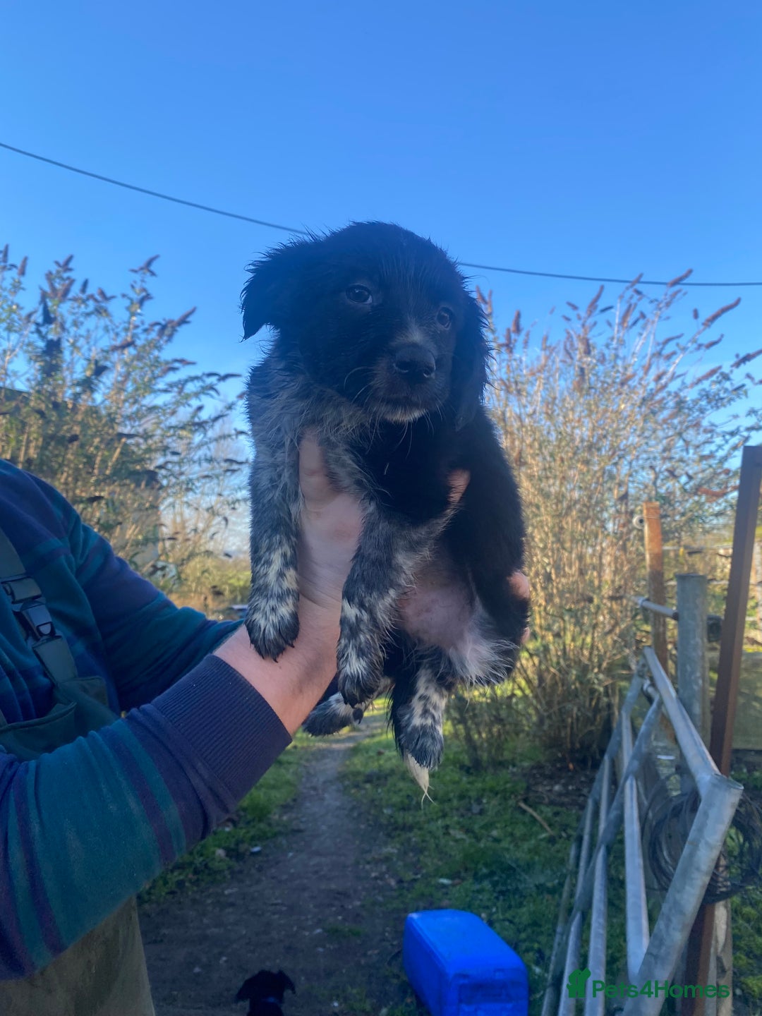 Mixed Breed dogs for sale: Cocker x collie puppies  - Advert 11