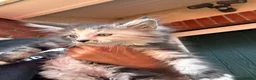 Mixed Breed cats for sale: Beautiful maine coon cross persian kittens  - Advert 14