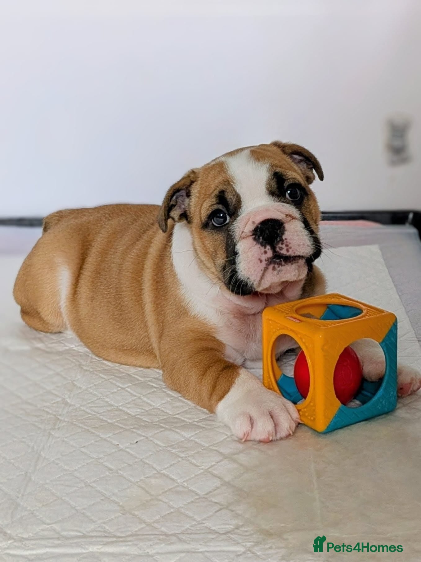 English Bulldog dogs Traditional Bulldog Puppies Worth Waiting For - Advert 8