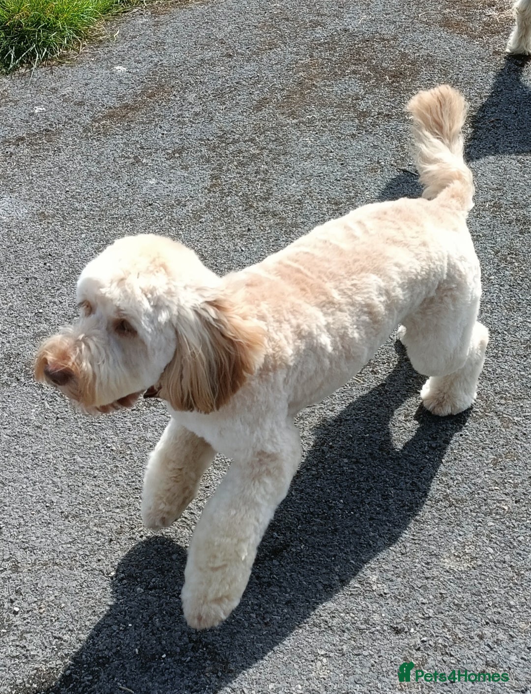 Cockapoo dogs for sale: Sweetest cockapoo - Image 2