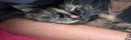 Maine Coon cats for sale: Maine coon kittens ready for new homes  in Carlisle - Advert 13