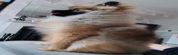 Pomeranian dogs for sale: Pomeranian  in Hebburn - Advert 6