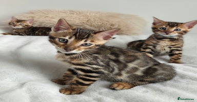 Bengal cats - Advert 12