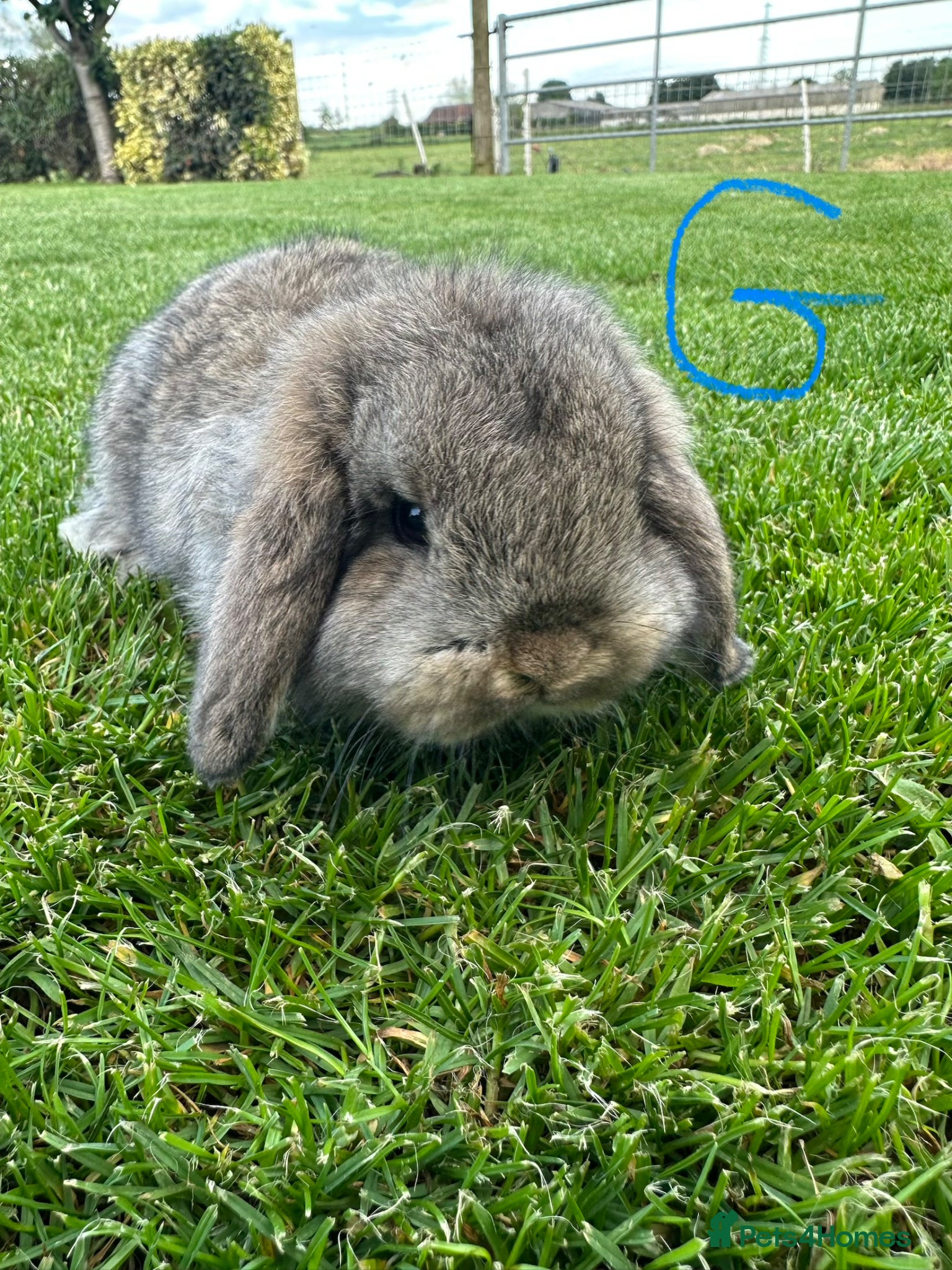 Mini Lop rabbits Mini Lop Rabbits For Sale  - Advert 2