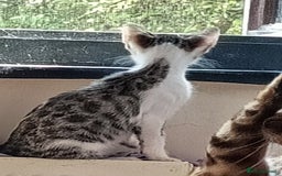 Bengal cats for sale: Bengal Mix Kittens High % Wild Asian Leopard Cat  - Image 27