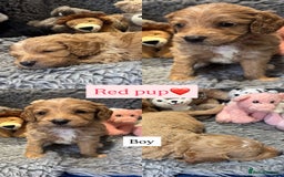Cockapoo dogs for sale: Cockapoo’s 6 boys 2 girls  - Image 6