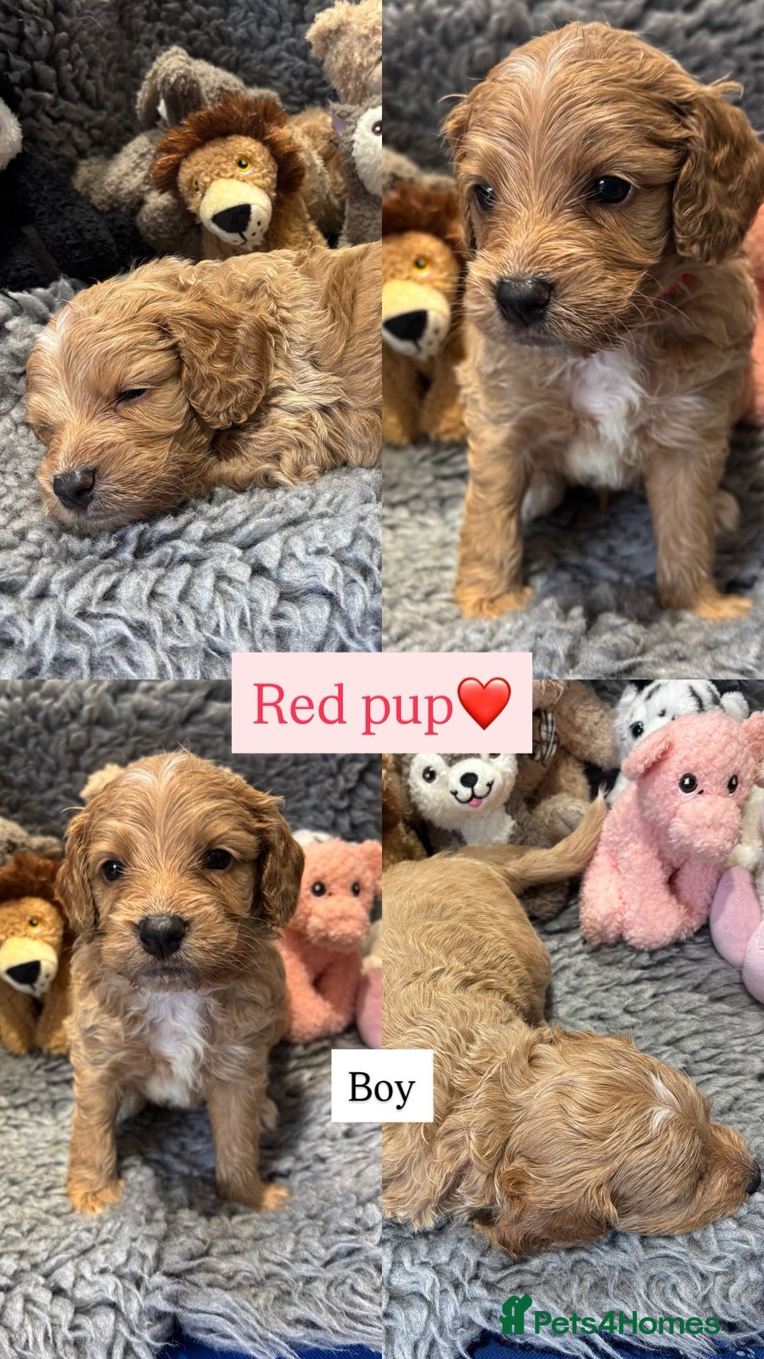 Cockapoo dogs for sale: Cockapoo’s 6 boys 2 girls  - Image 6