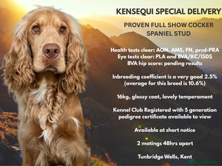Cocker Spaniel dogs PROVEN STUD 100% show cocker, KC REG, Clear health in Tonbridge - Advert 1