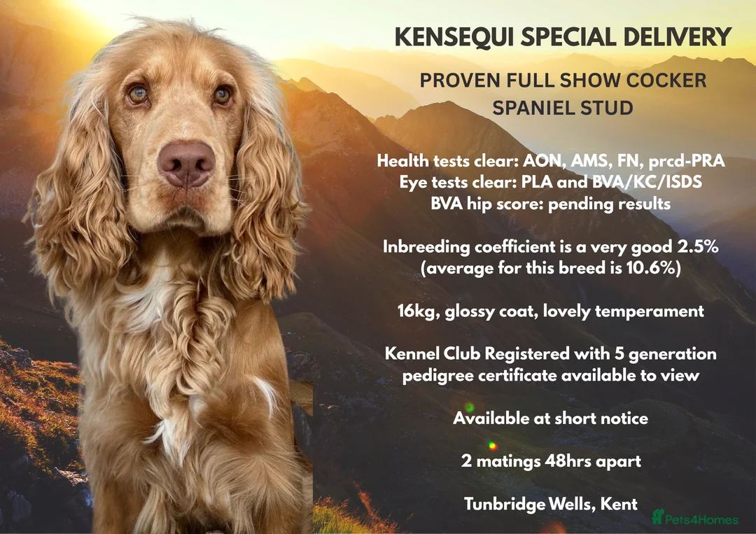 Cocker Spaniel dogs for stud: PROVEN STUD 100% show cocker, KC REG, Clear health in Tonbridge - Advert 1