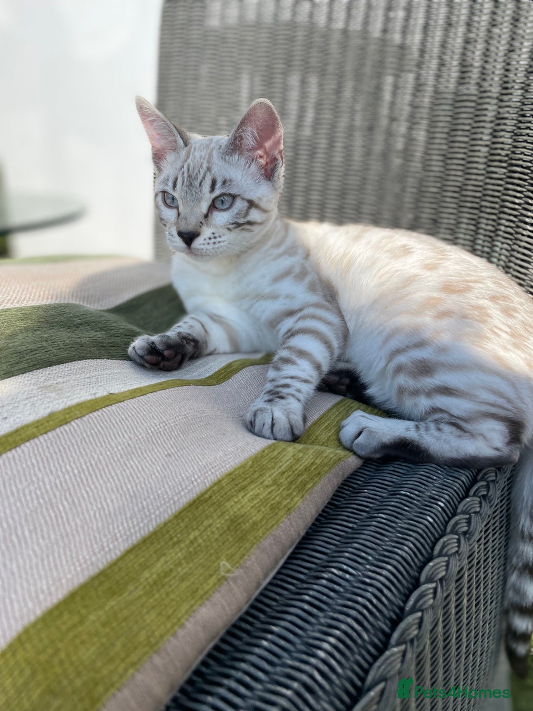 Bengal cats for sale: Sibling Bengals  - Image 11