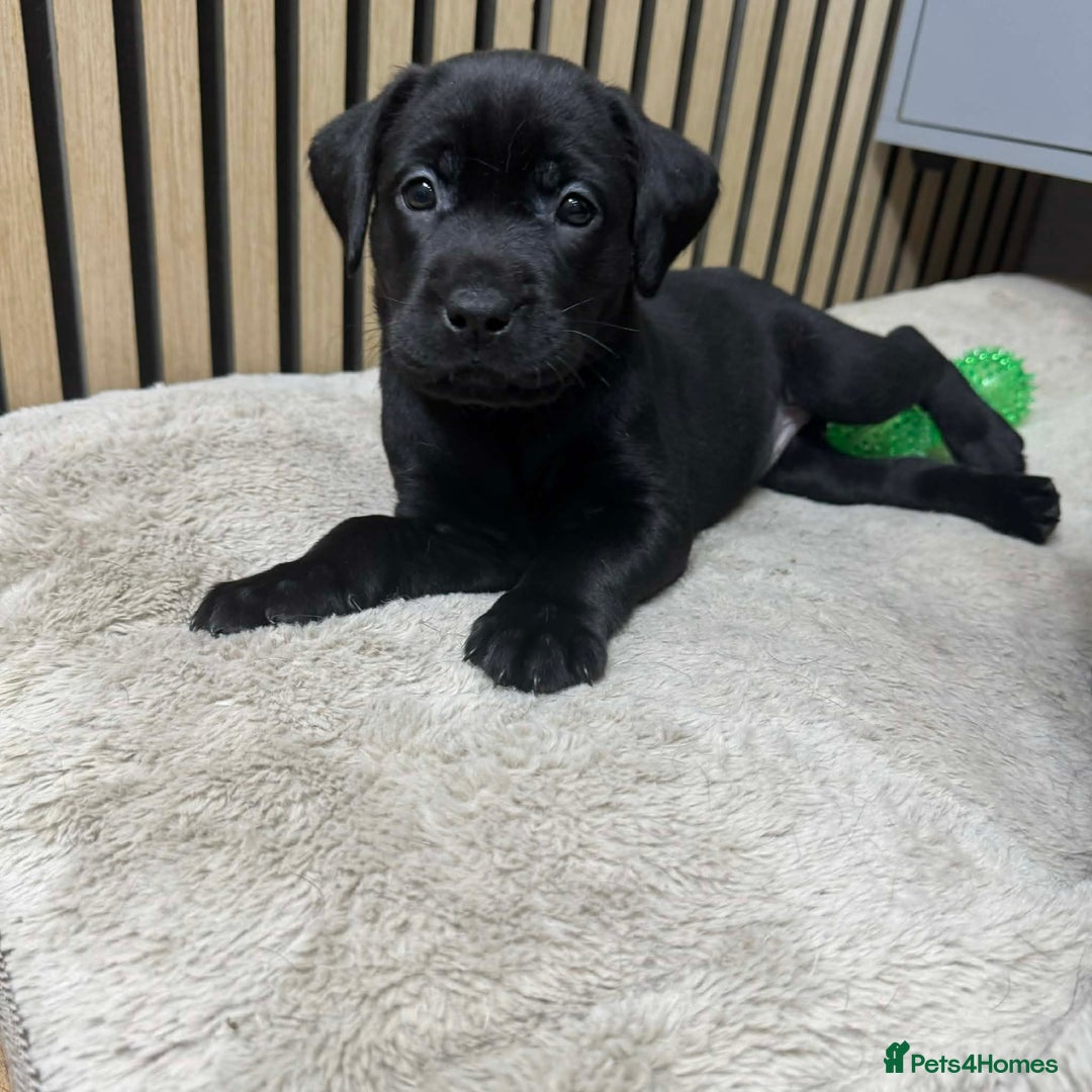Labrador Retriever dogs for sale: Beautiful Labrador puppies for sale🥰 - Advert 8