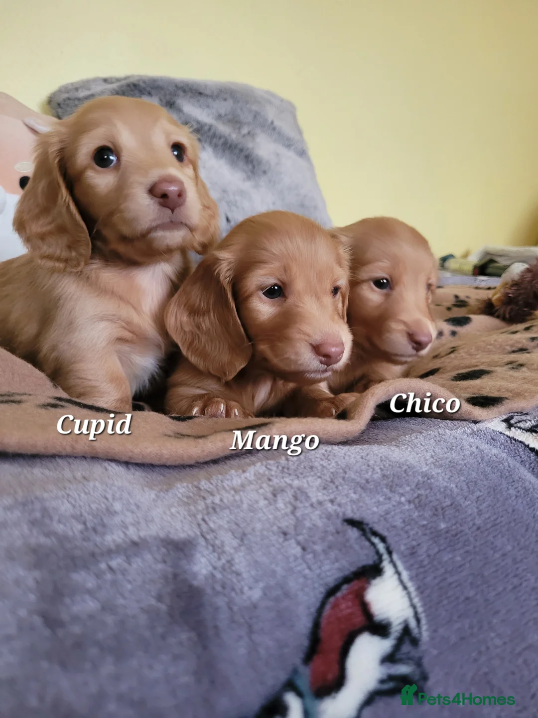 Dachshund dogs for sale: Long Haired KC Miniature Dachshund(LAST BOY) - Advert 19